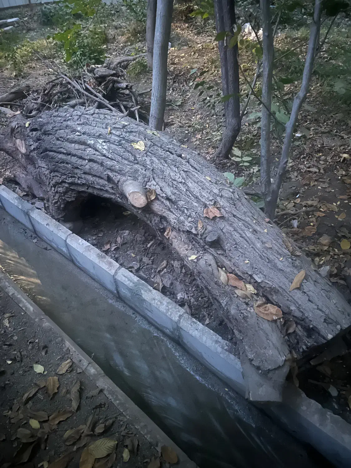 تنه درخت گردو‌و‌چوب گردو|عمده‌فروشی|دماوند, دماوند|دیوار