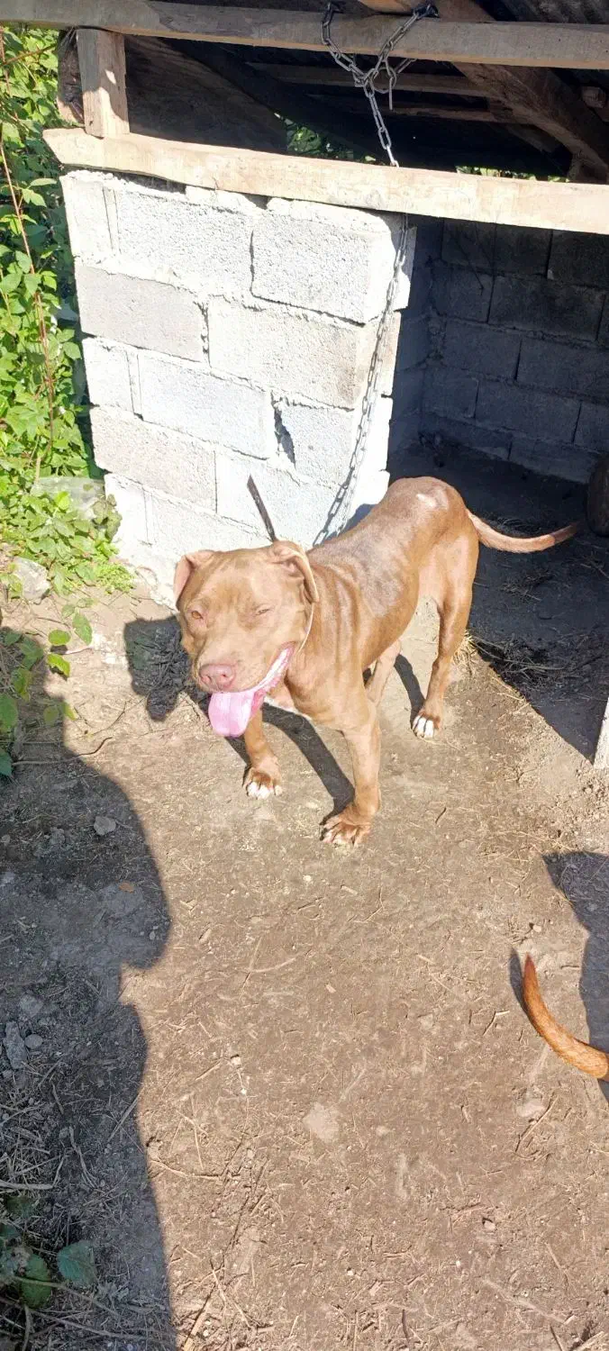 پیتبول بولی ماده ۲ساله توله دهی خوب سگ بینظیر|سگ|املش, |دیوار