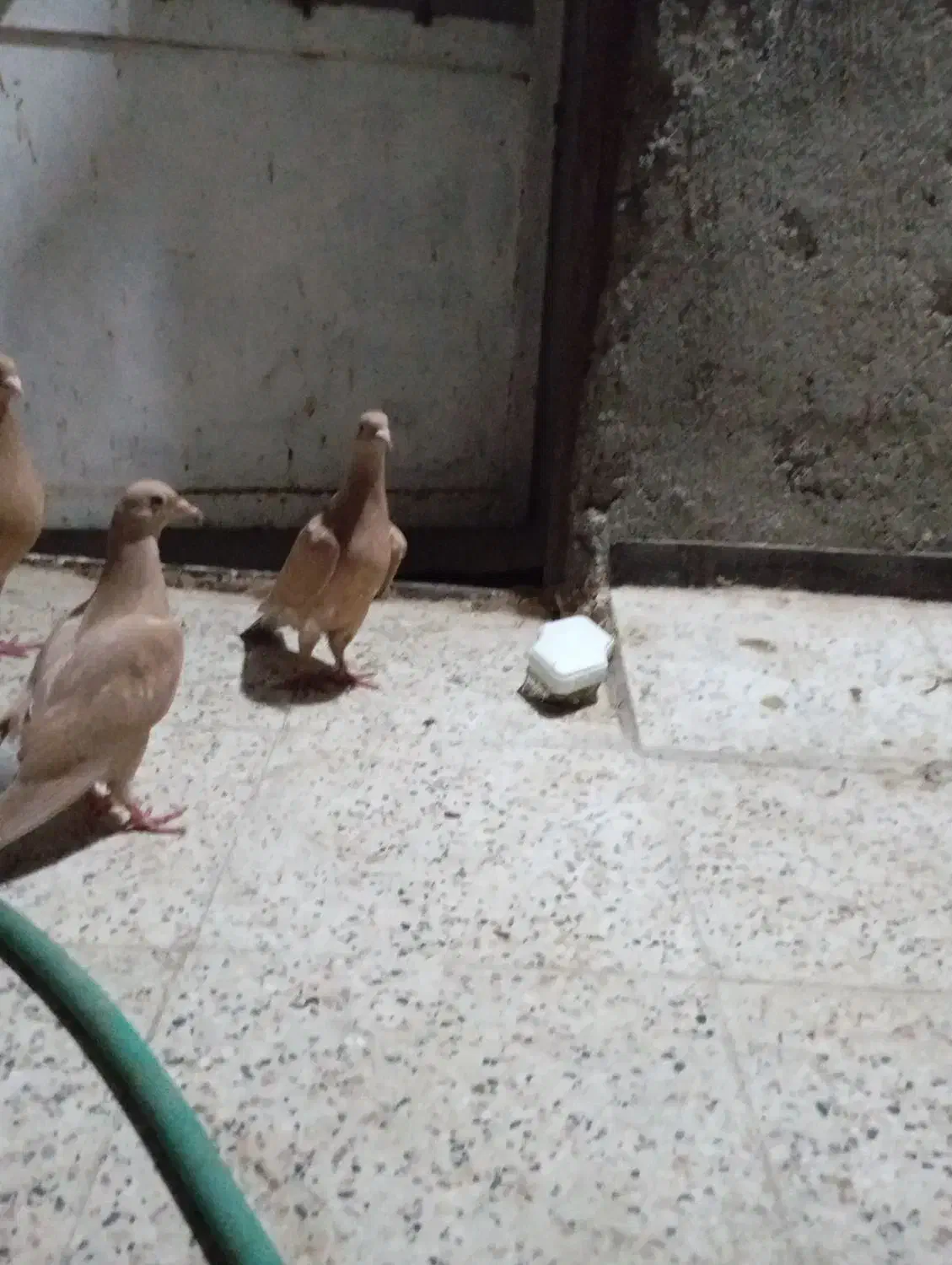 جوجه زرد کرمونی|پرنده|مشهد, شهید قربانی|دیوار