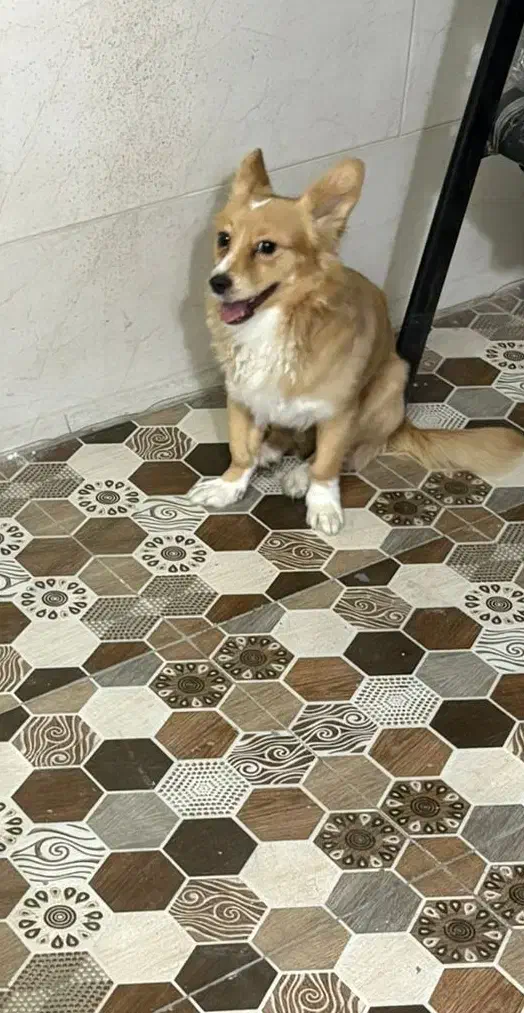 پامر|سگ|اهواز, کوی علوی|دیوار