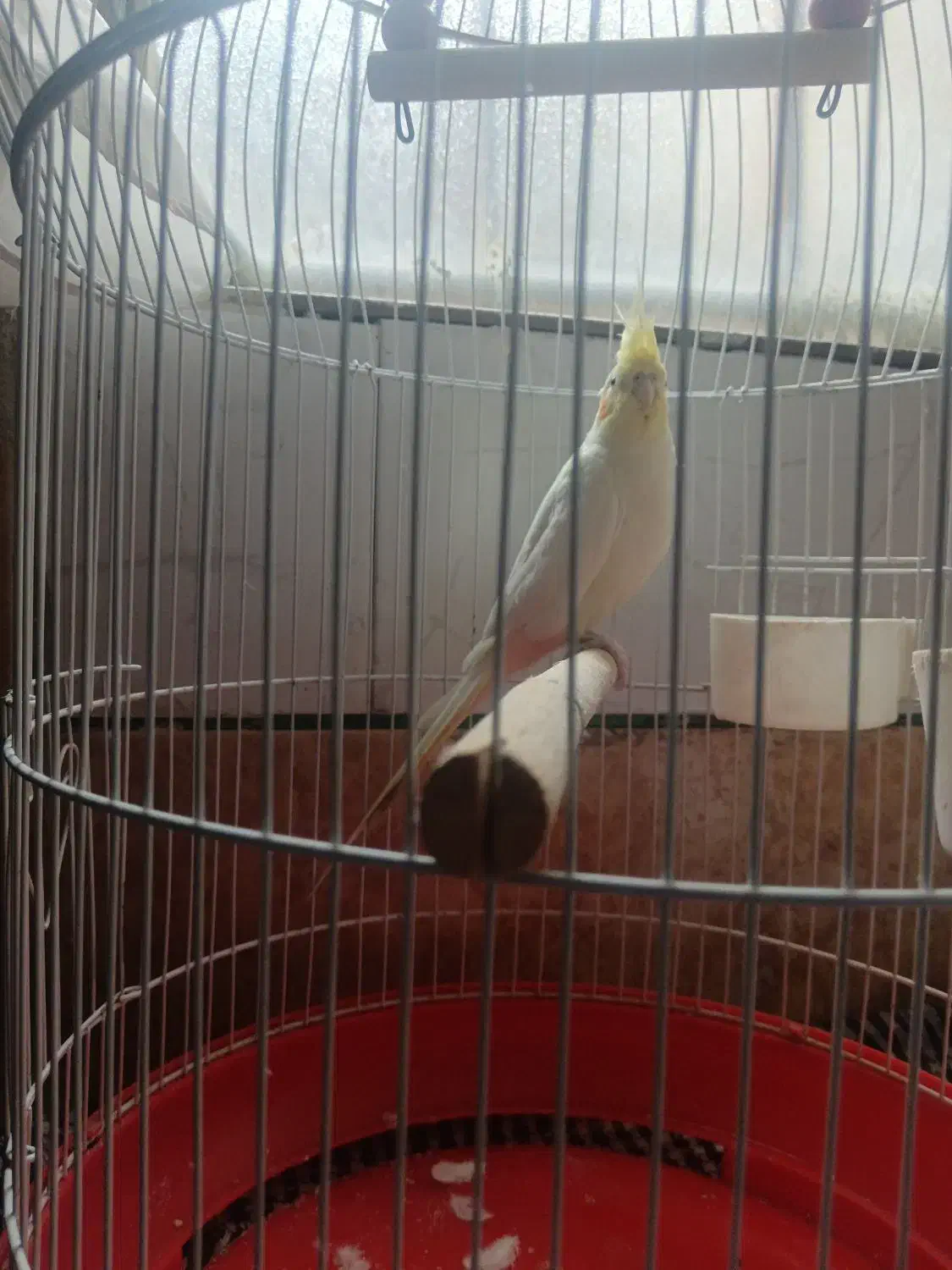 عروس هلندی لیتونی|پرنده|نجف‌آباد, یزدانشهر|دیوار