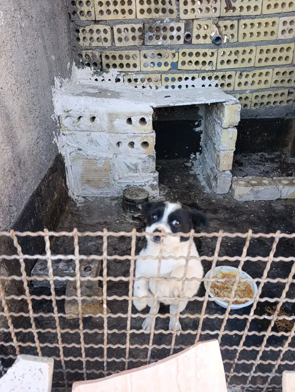 سگ پاکوتاه|سگ|مشهد, پورسینا|دیوار