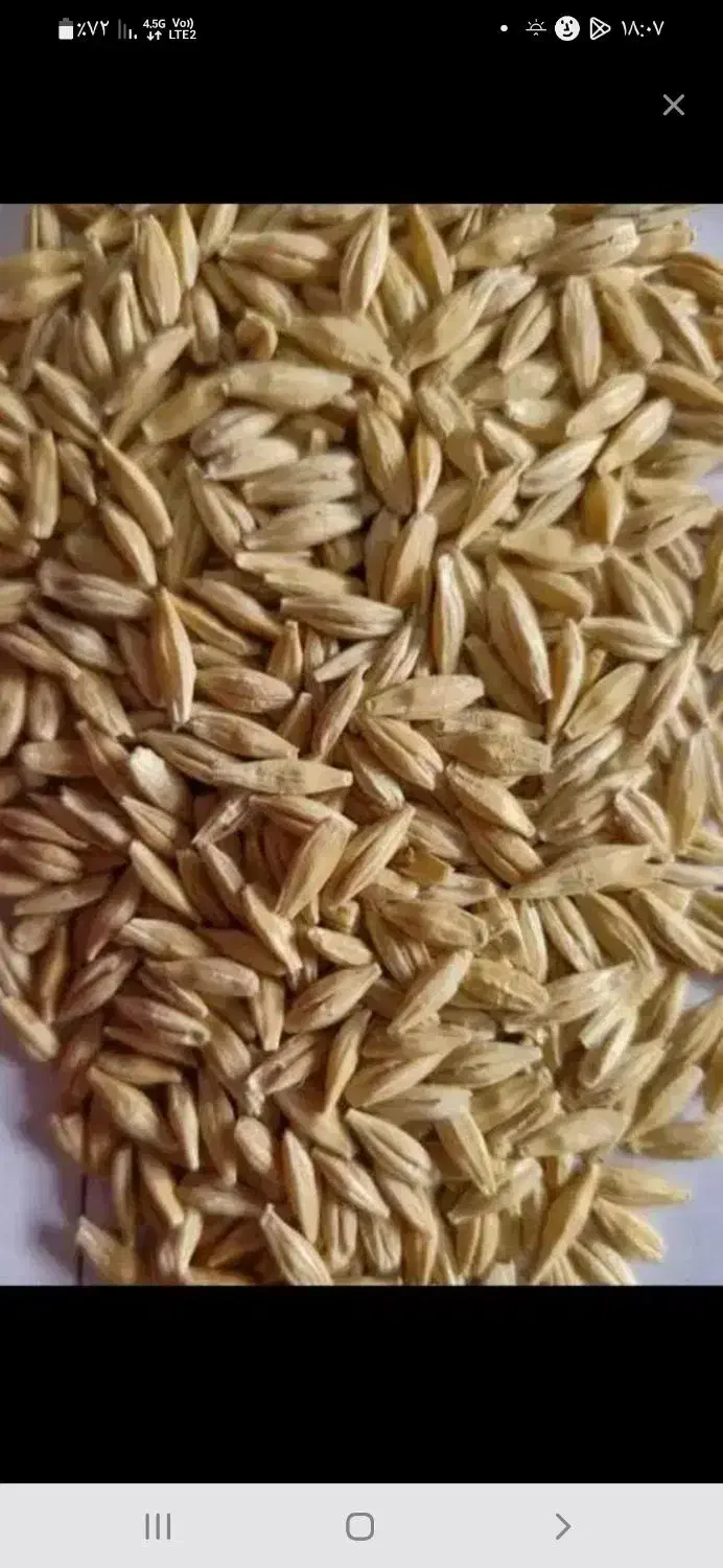 جو ارگانیک|خوردنی و آشامیدنی|قم, گلزار|دیوار