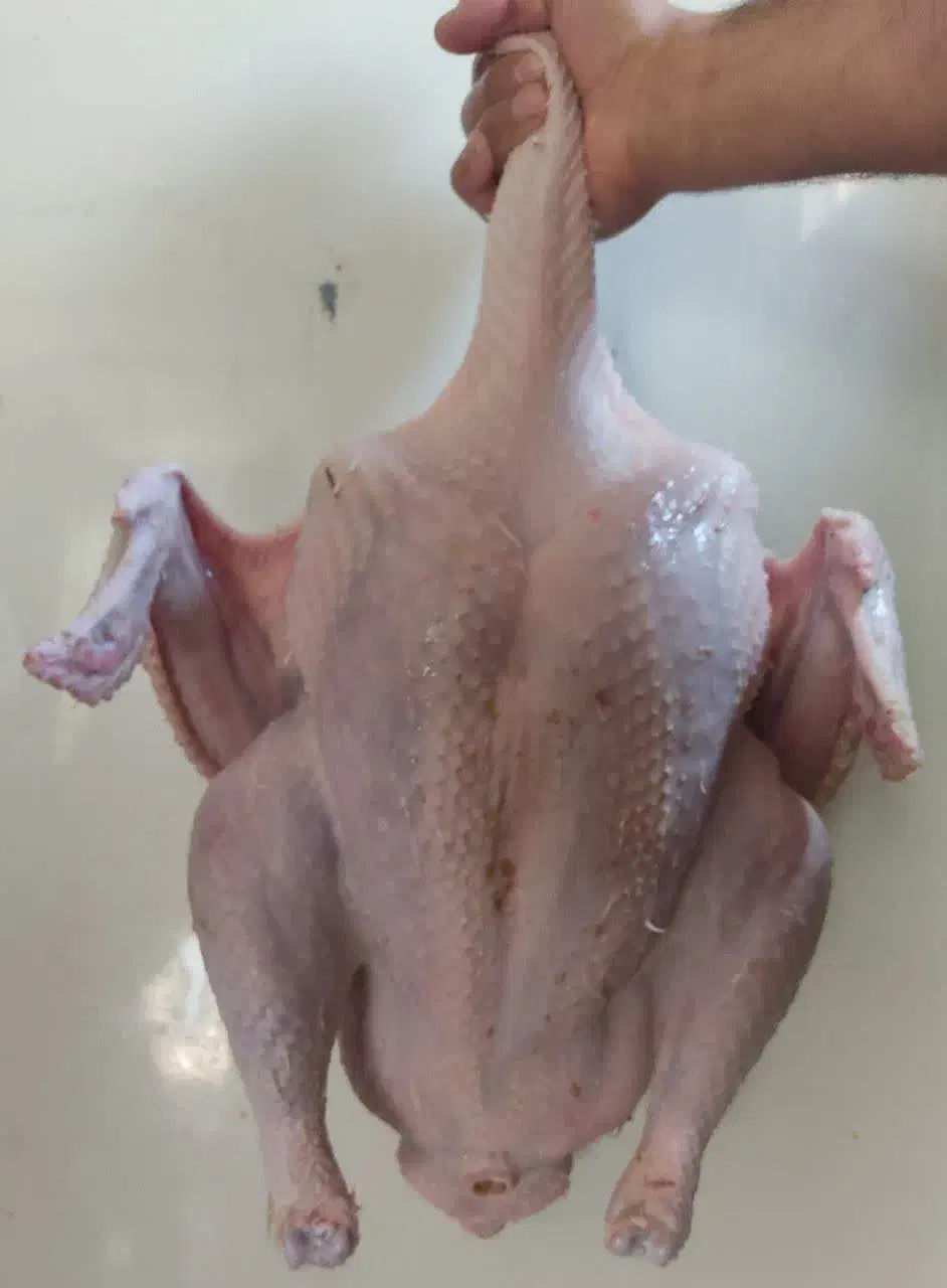 گوشت بوقلمون|خوردنی و آشامیدنی|شاهرود, |دیوار