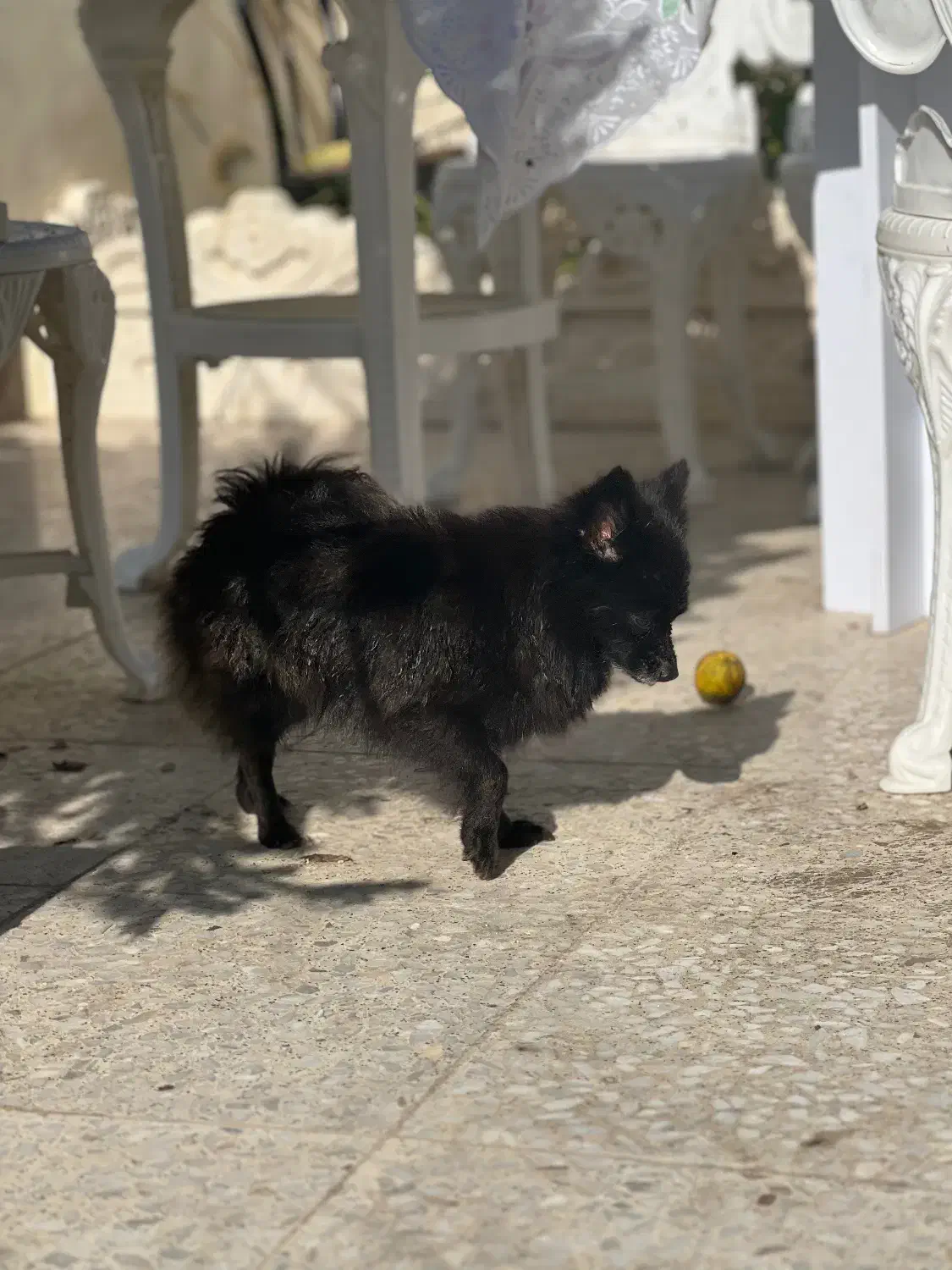 پامرین عروسکی|سگ|تنکابن, |دیوار