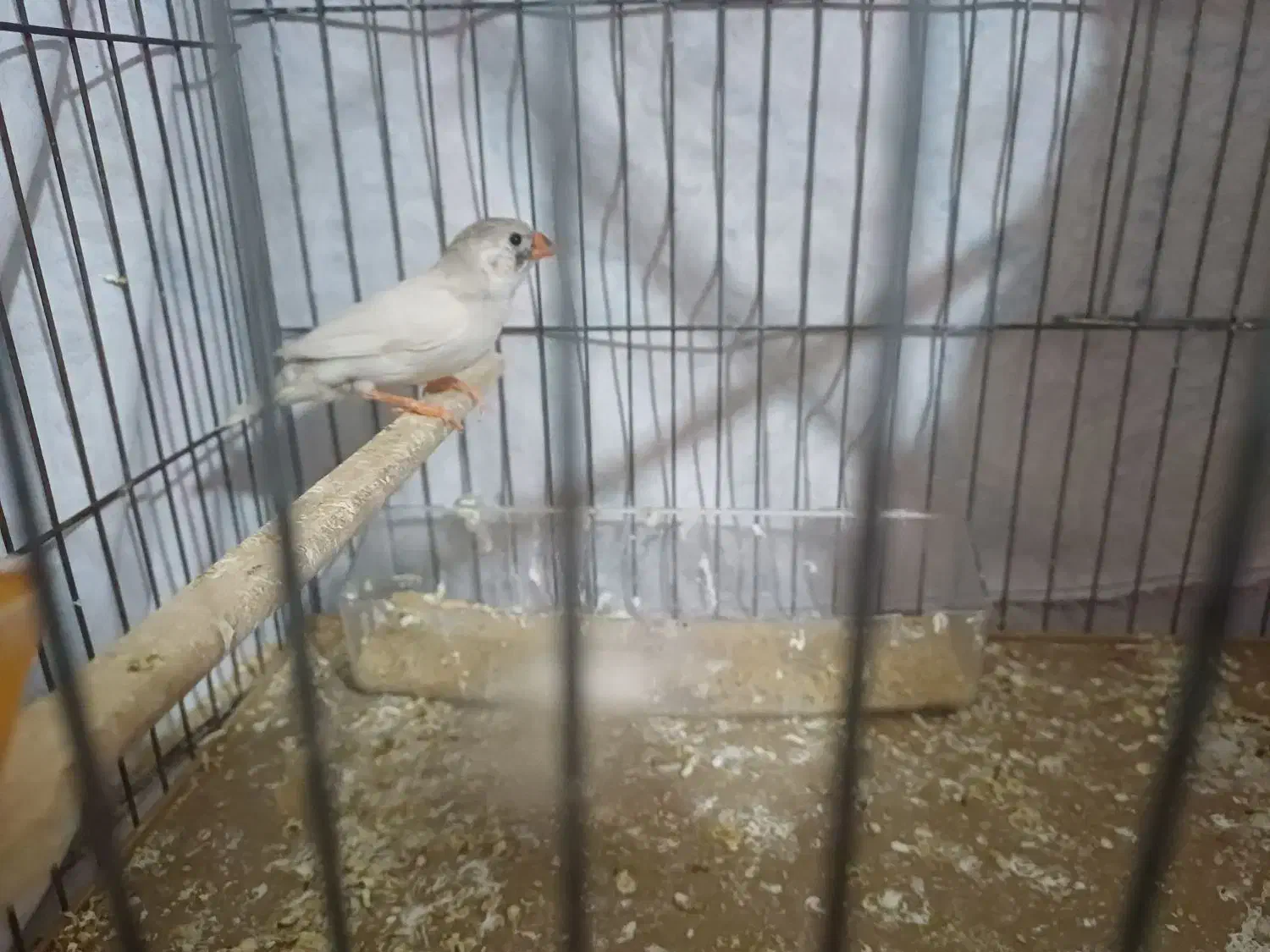 فنچ|پرنده|نسیم‌شهر, |دیوار