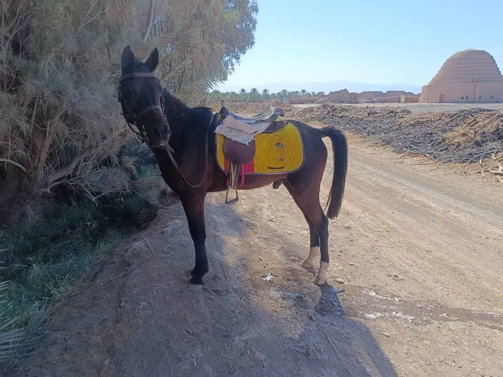 اسب|اسب و تجهیزات اسبسواری|بم, |دیوار