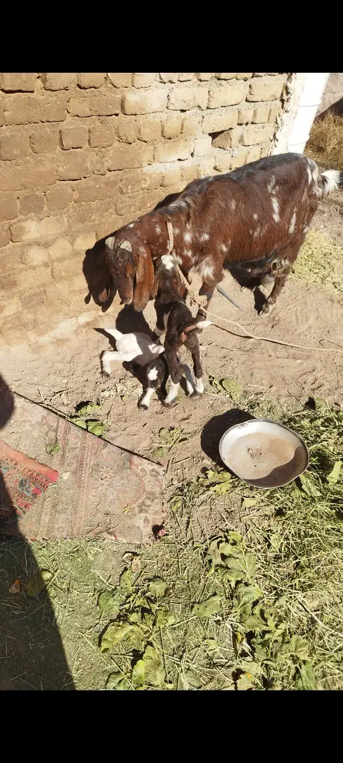 بوزدوقولوزا|حیوانات مزرعه|اشتهارد, |دیوار