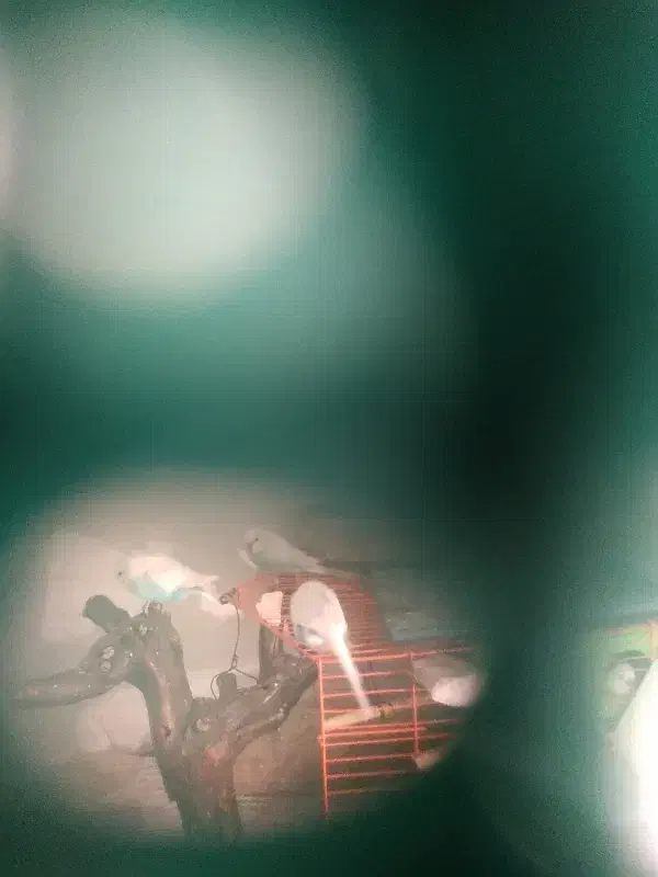 مرغ عشق|پرنده|کوهبنان, |دیوار