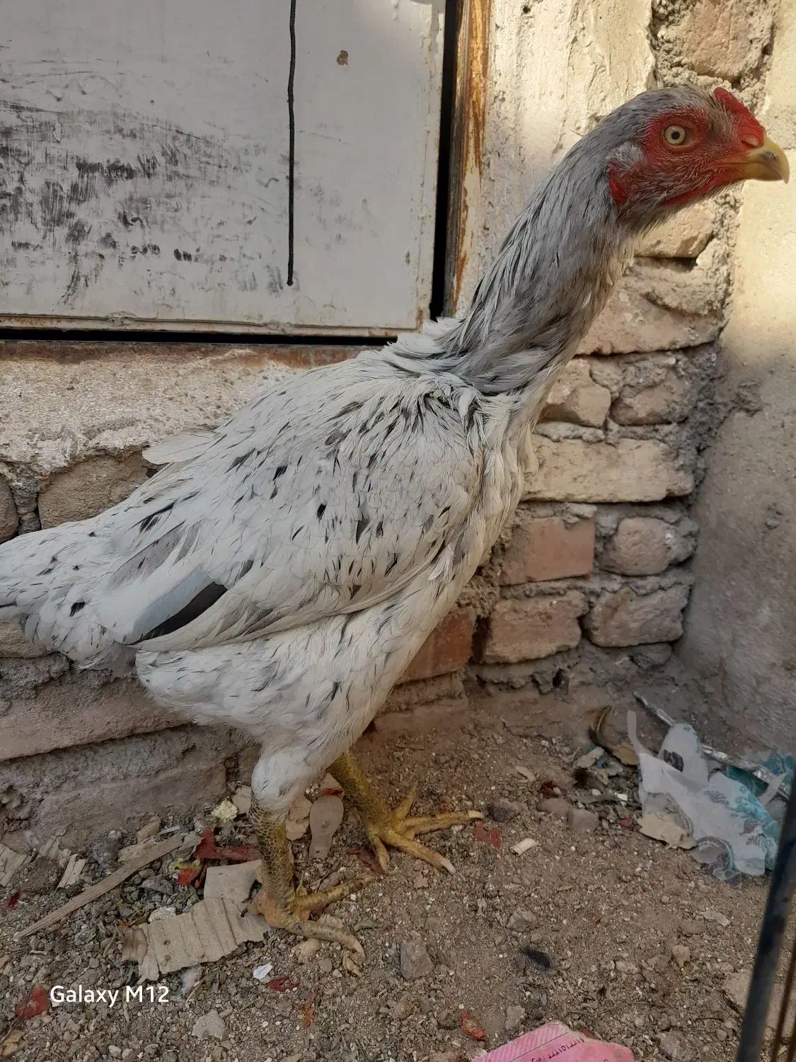 مرغ لاری سنگین وزن کرچ شو تخمگذار|حیوانات مزرعه|پاکدشت, پارچین|دیوار