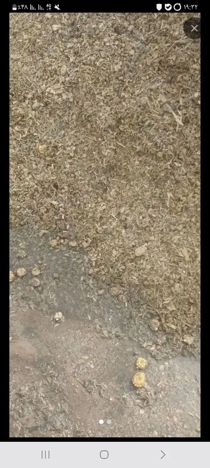 فروش ذرت|خوردنی و آشامیدنی|ایجرود, |دیوار