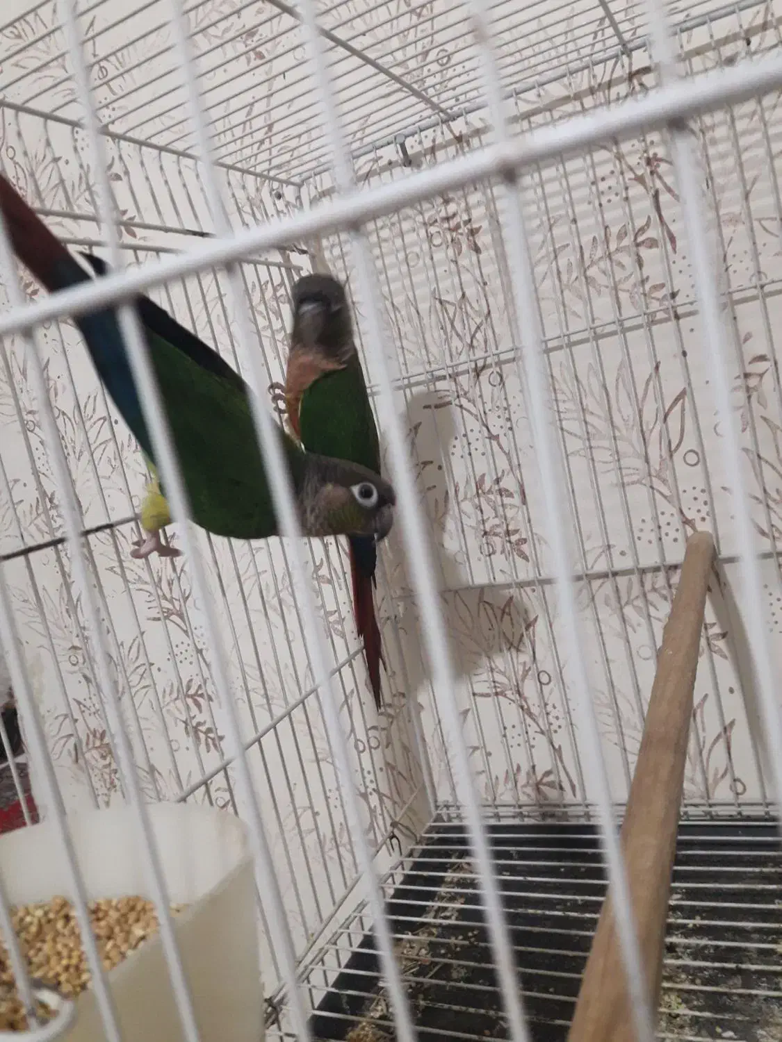 جفت گرینچیک و کوتوله|پرنده|مشهد, مهدی آباد (بلوار توس)|دیوار