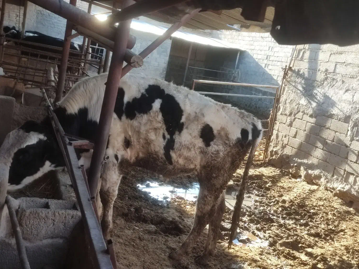 دو راس گوساله نر|حیوانات مزرعه|مرودشت, محمد آباد|دیوار