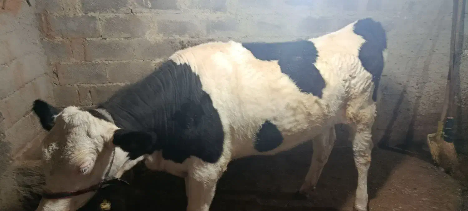 گوساله|حیوانات مزرعه|خاوه, |دیوار