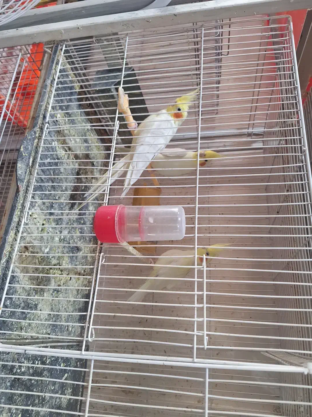 سلام و عرض ادب|پرنده|مشهد, ادیب نیشابوری (شهرک غرب)|دیوار