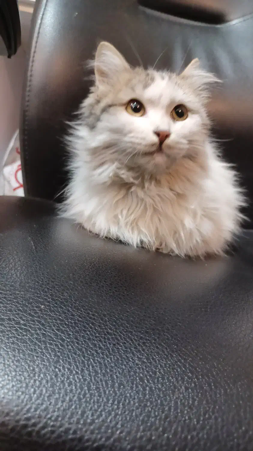 واگذاری کاملا رایگان بچه گربه DLH مودب|گربه|تهران, زرگنده|دیوار