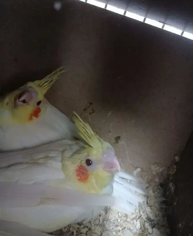 عروس هلندی لوتینو زعفرانی سرلاکی|پرنده|ایرانشهر, |دیوار