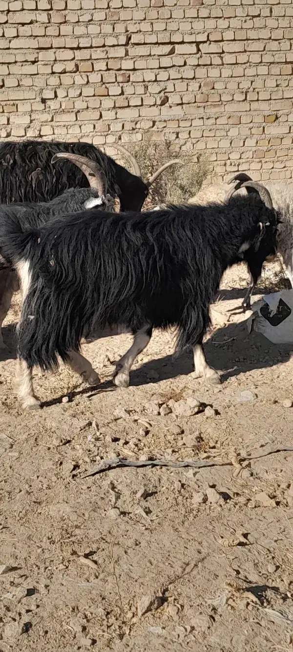 نر بز.بز|حیوانات مزرعه|جوادآباد, |دیوار