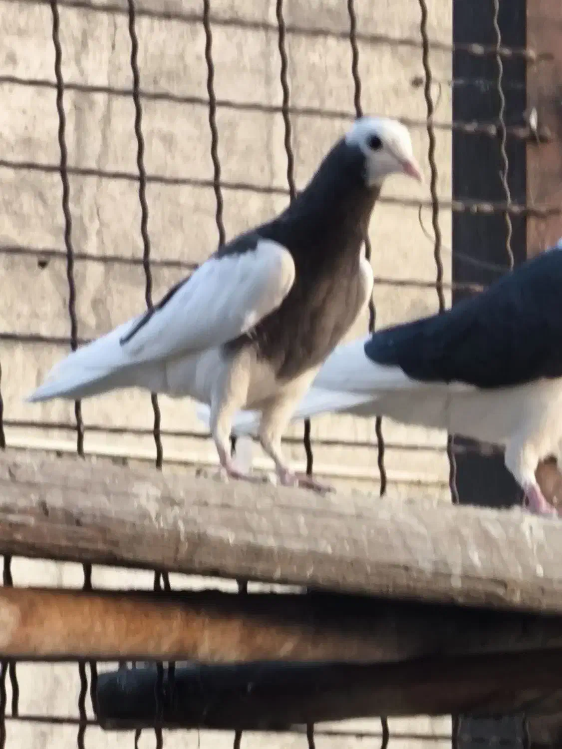 جوجه تیکه پاره|پرنده|تهران, تهرانپارس شرقی|دیوار