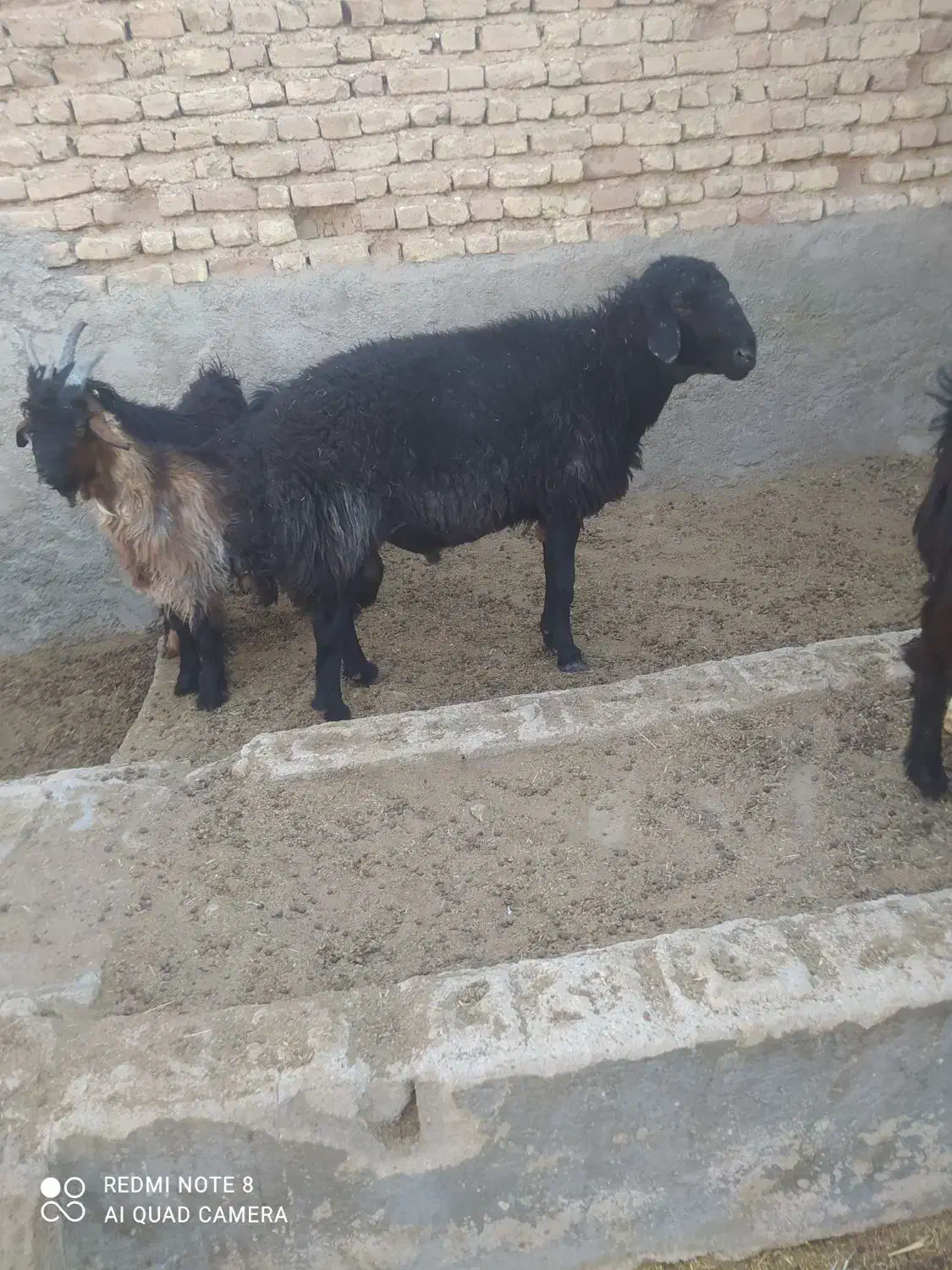 گوسفند|حیوانات مزرعه|رحمتآباد, |دیوار
