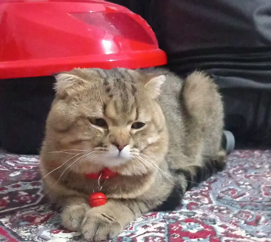 گربه|گربه|رفسنجان, |دیوار