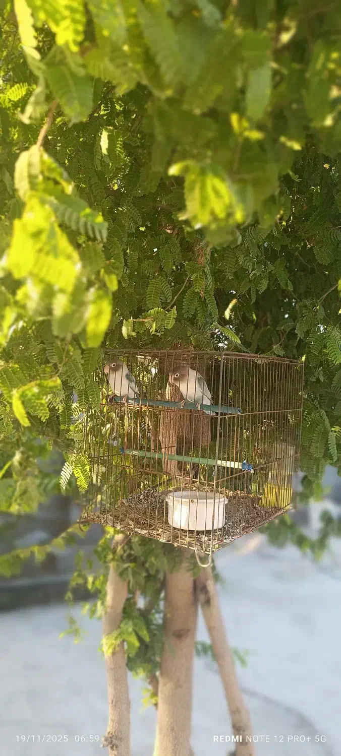 طوطی کوتوله|پرنده|بندرعباس, |دیوار