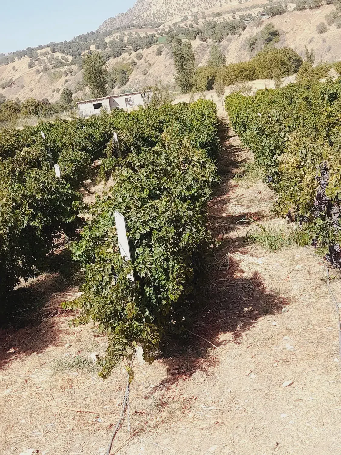 درخت بی وچنار تر سرپا|گل و گیاه طبیعی|سنقر, |دیوار