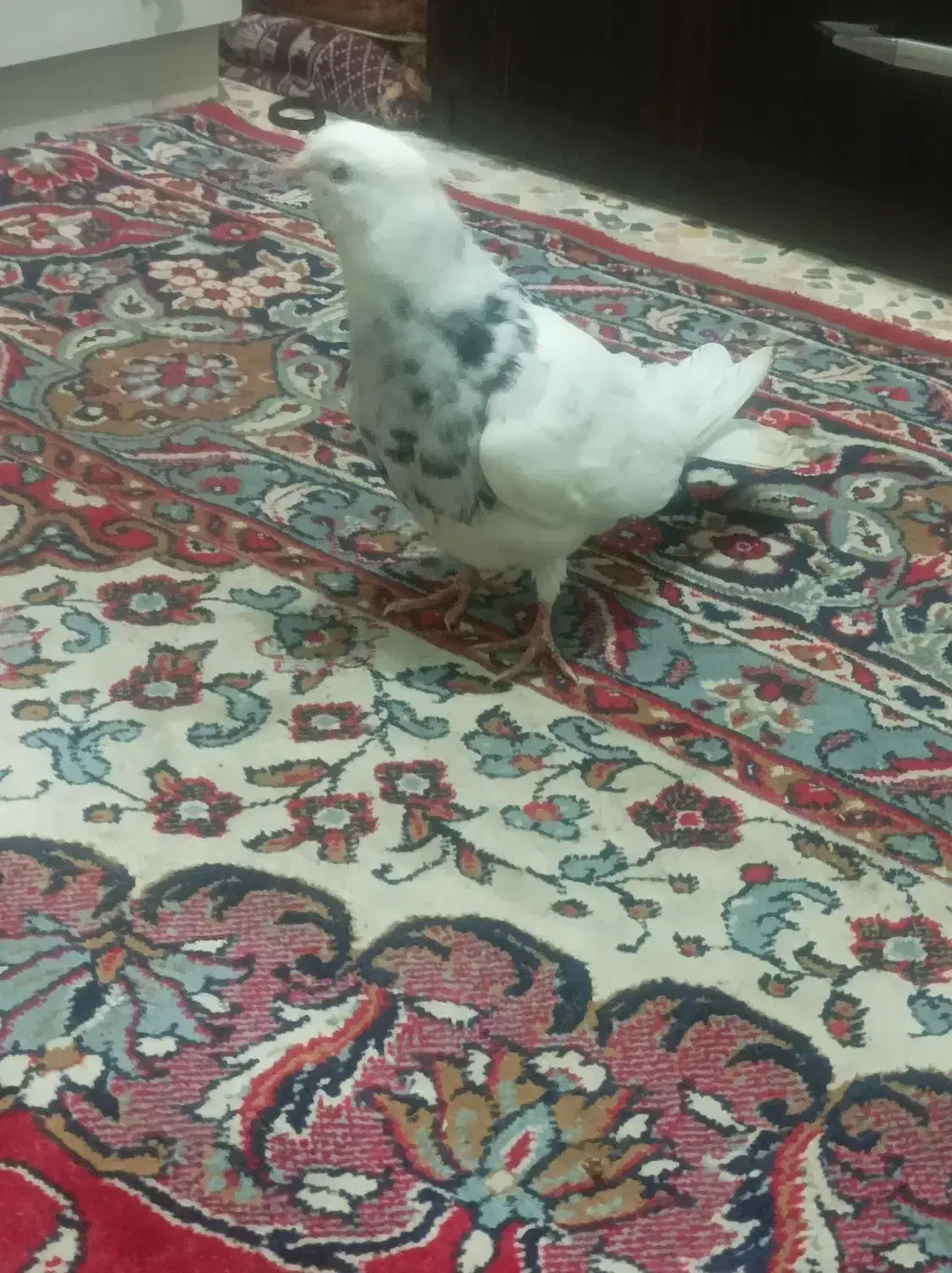 طوقی تنظیم بشرط همه چی.جم|پرنده|جم, |دیوار