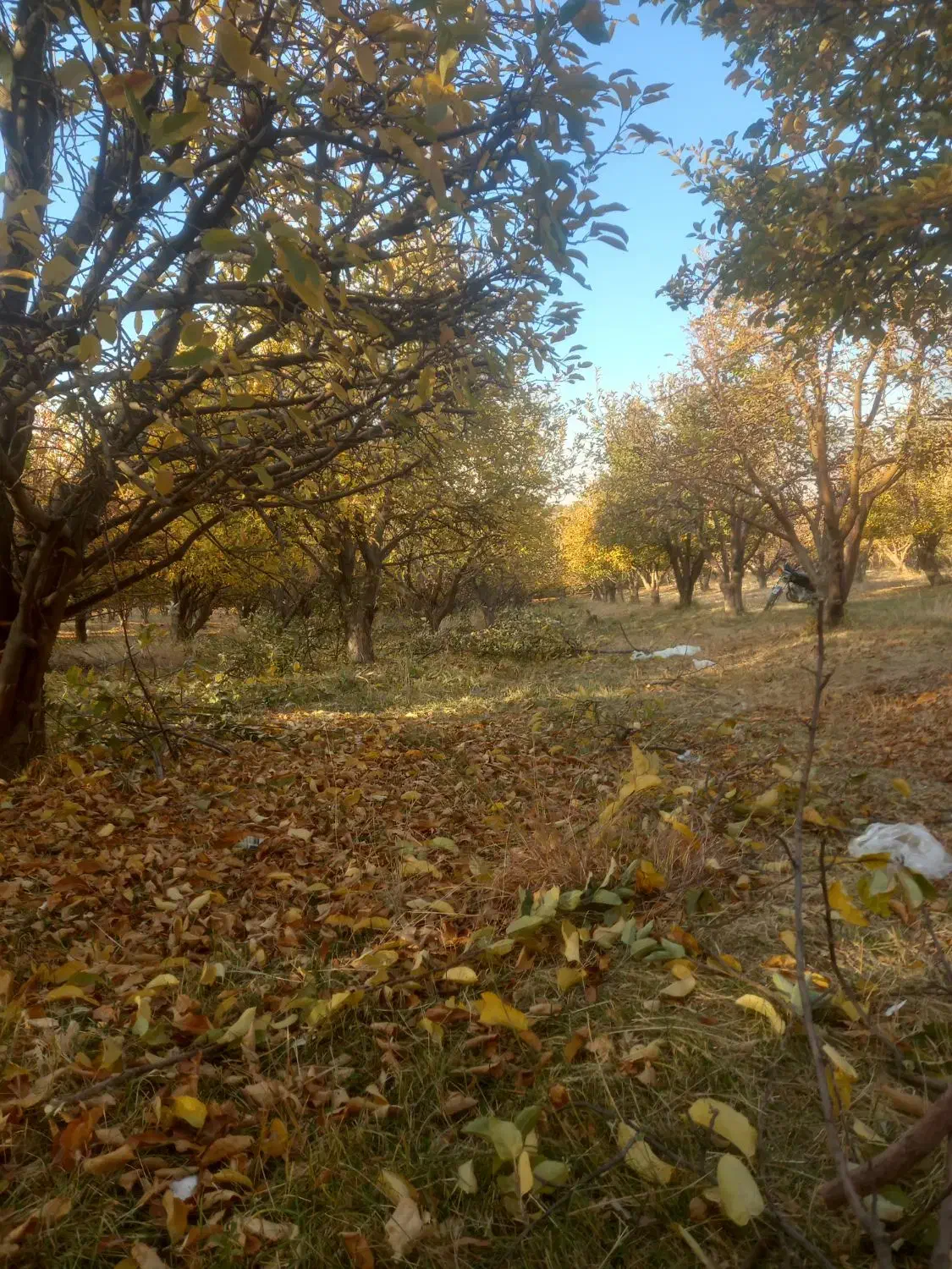 باغبانی|خدمات باغبانی و درختکاری|بروجرد, |دیوار