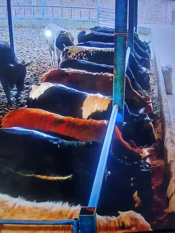 ۲۰ راس گوساله گیل دو رگ ورامین|حیوانات مزرعه|جوادآباد, |دیوار