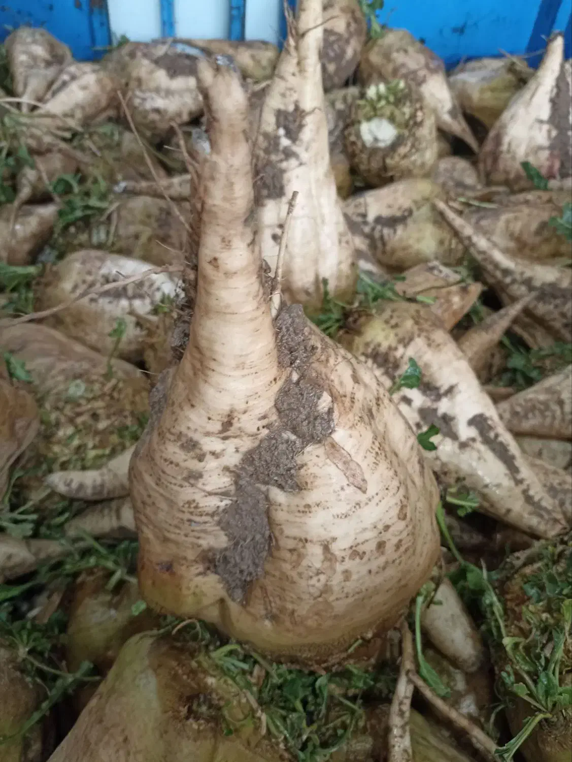 چغندر باکیفیت|خوردنی و آشامیدنی|هشترود, |دیوار