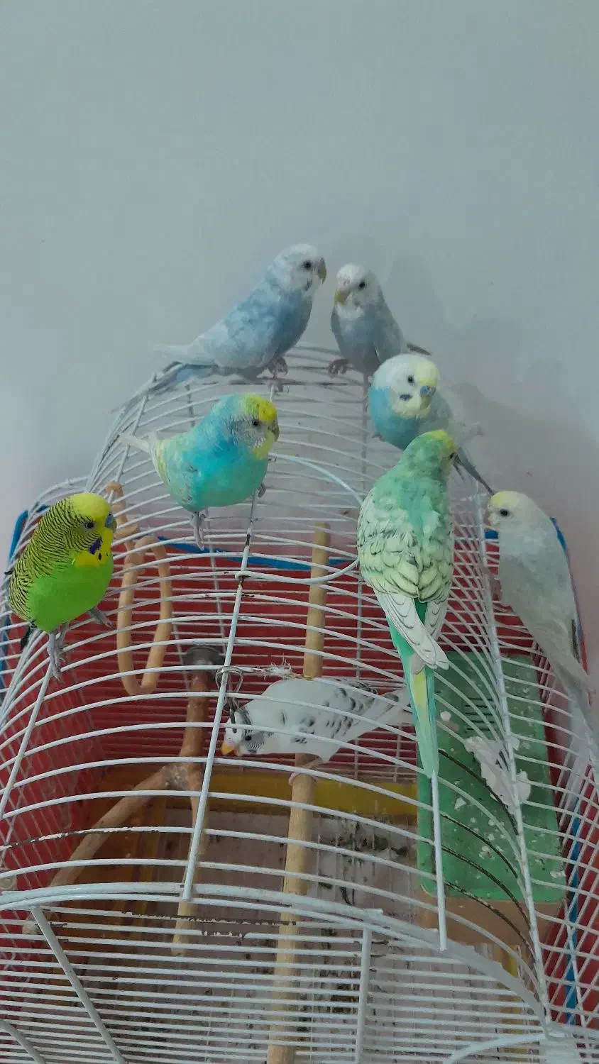 مرغ عشق نر و ماده رنگ خاص|پرنده|اهواز, گلستان|دیوار