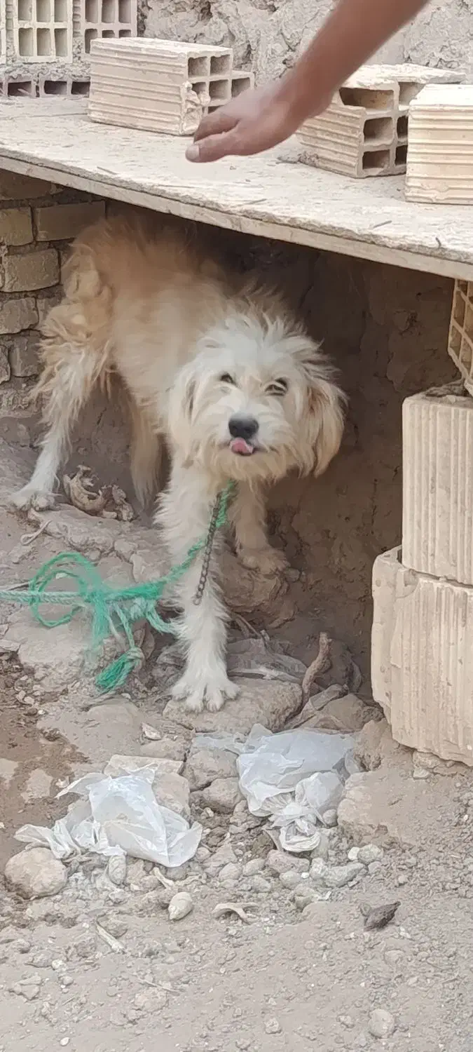 سگ شیتزو|سگ|یزد, |دیوار