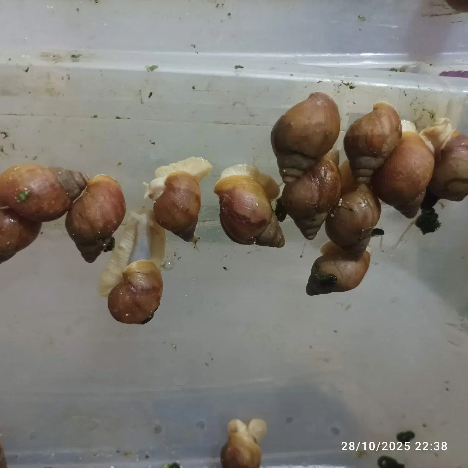 حلزون سوپرمولد تخم گذار ، باکس و خاویار تازه|خزنده|مشهد, شهرآرا|دیوار