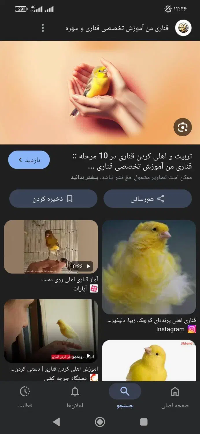قناری|پرنده|اهواز, پردیس|دیوار