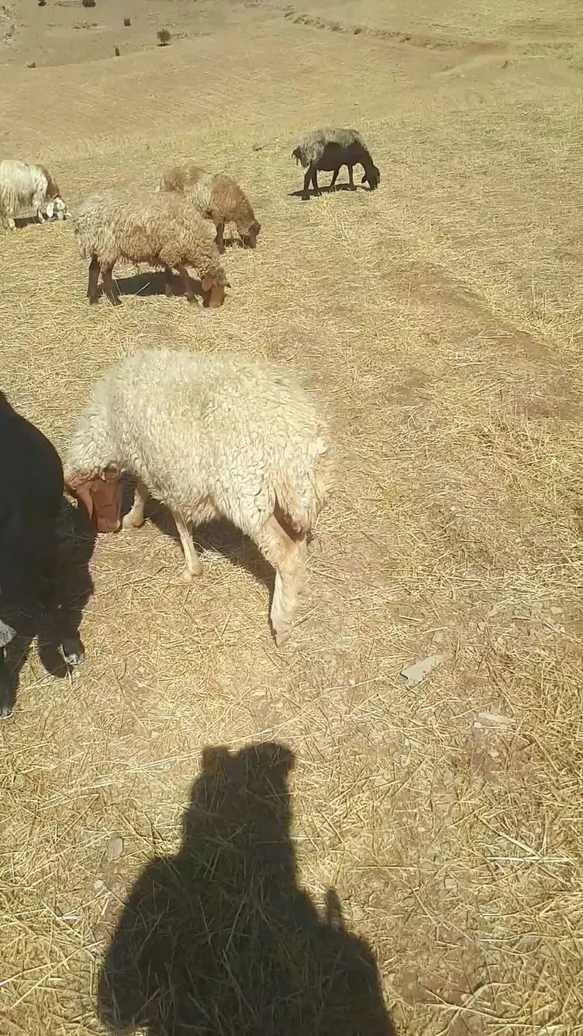 میش با بره ۵ملیون|حیوانات|سیوان, |دیوار