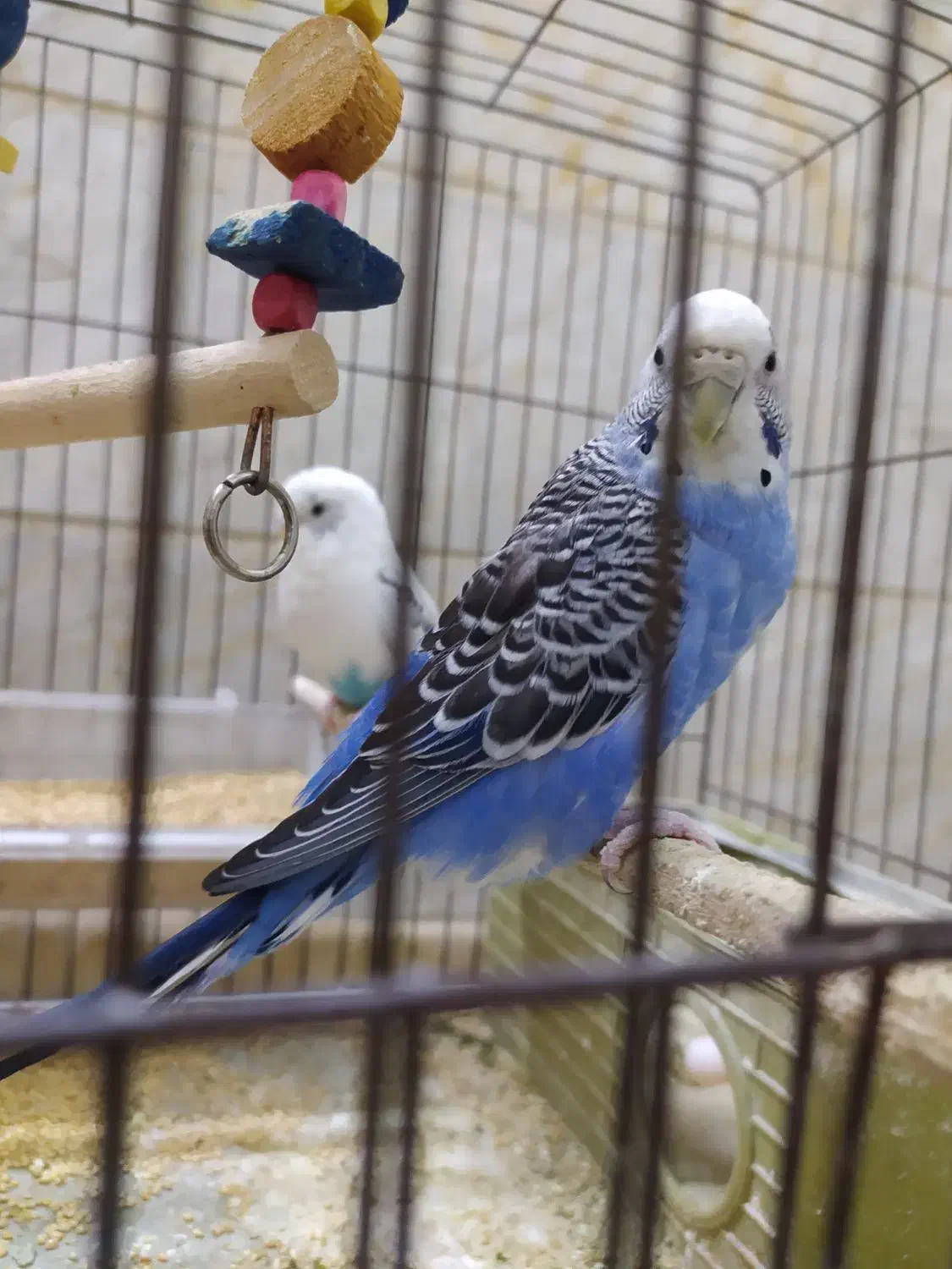 مرغ عشق مولد تضمینی و جوجه مرغ عشق|پرنده|کرج, گلدشت|دیوار