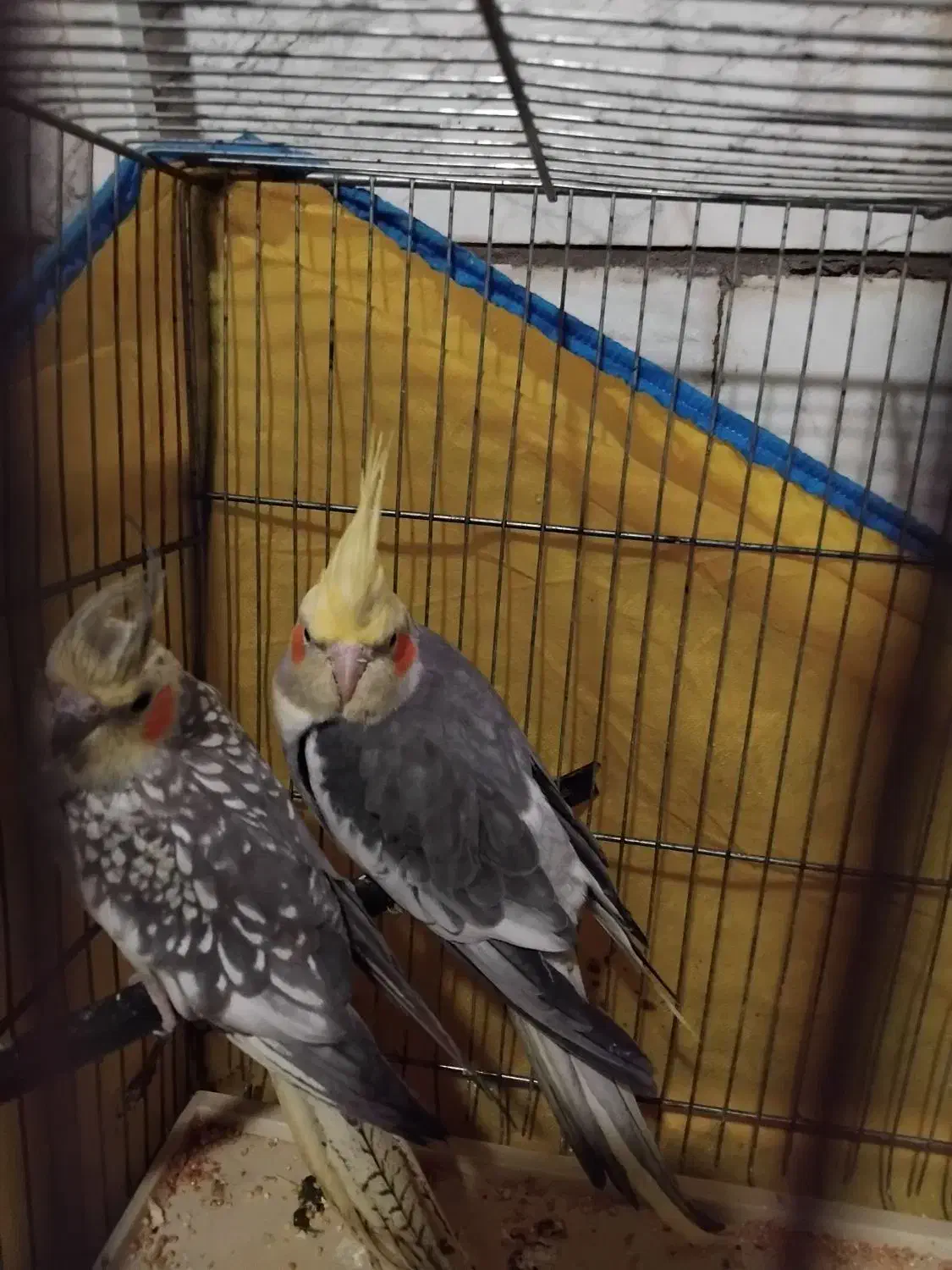 پرنده|پرنده|محمدشهر, محمدشهر|دیوار