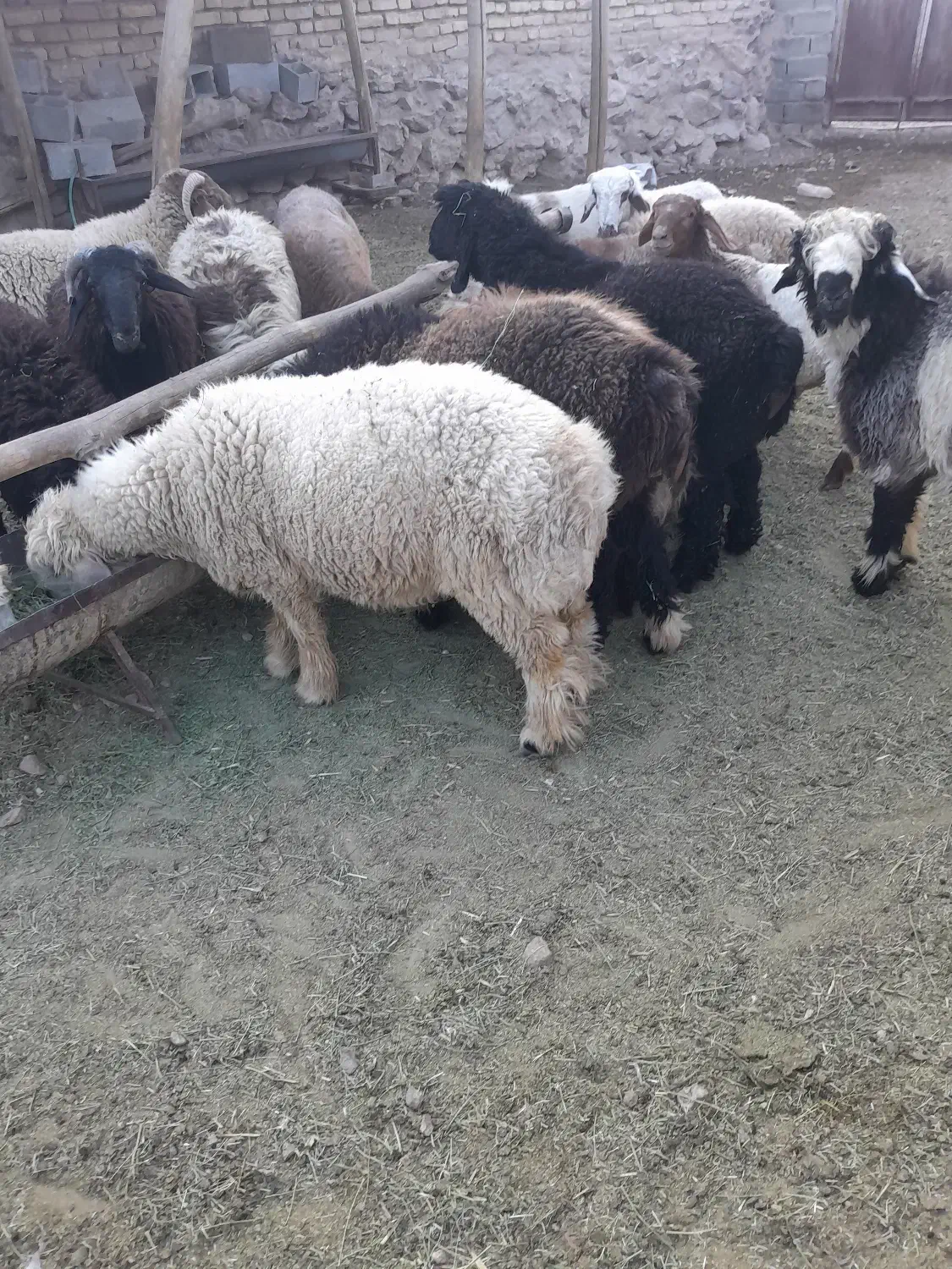 بره چاق|حیوانات مزرعه|زرقان, |دیوار