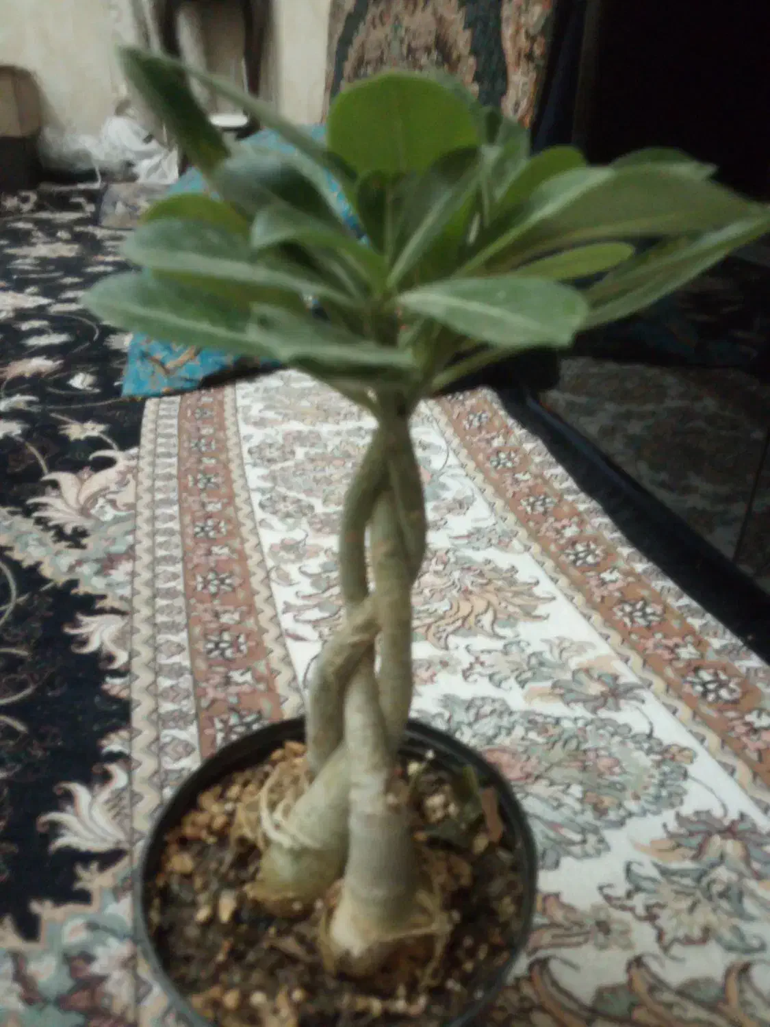 گل بنسای آدنیوم|گل و گیاه طبیعی|تهران, بریانک|دیوار