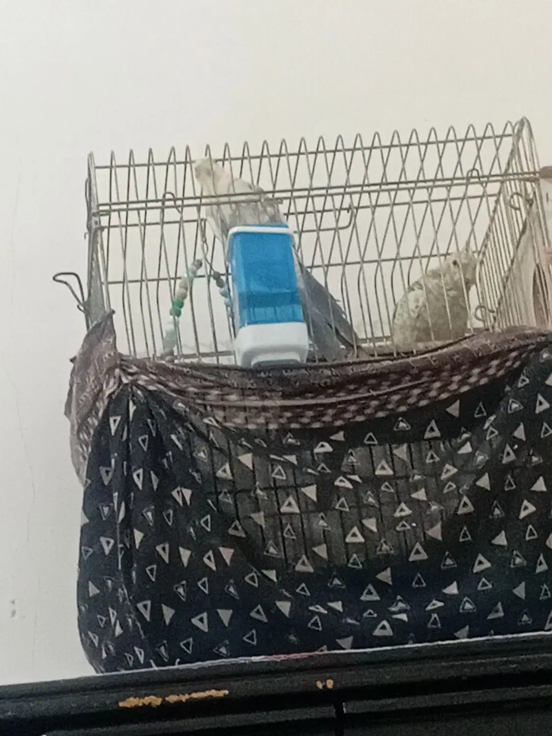 تعدادی عروس هلندی و مرغ به فروش میرسد|پرنده|قرچک, محمد آباد|دیوار