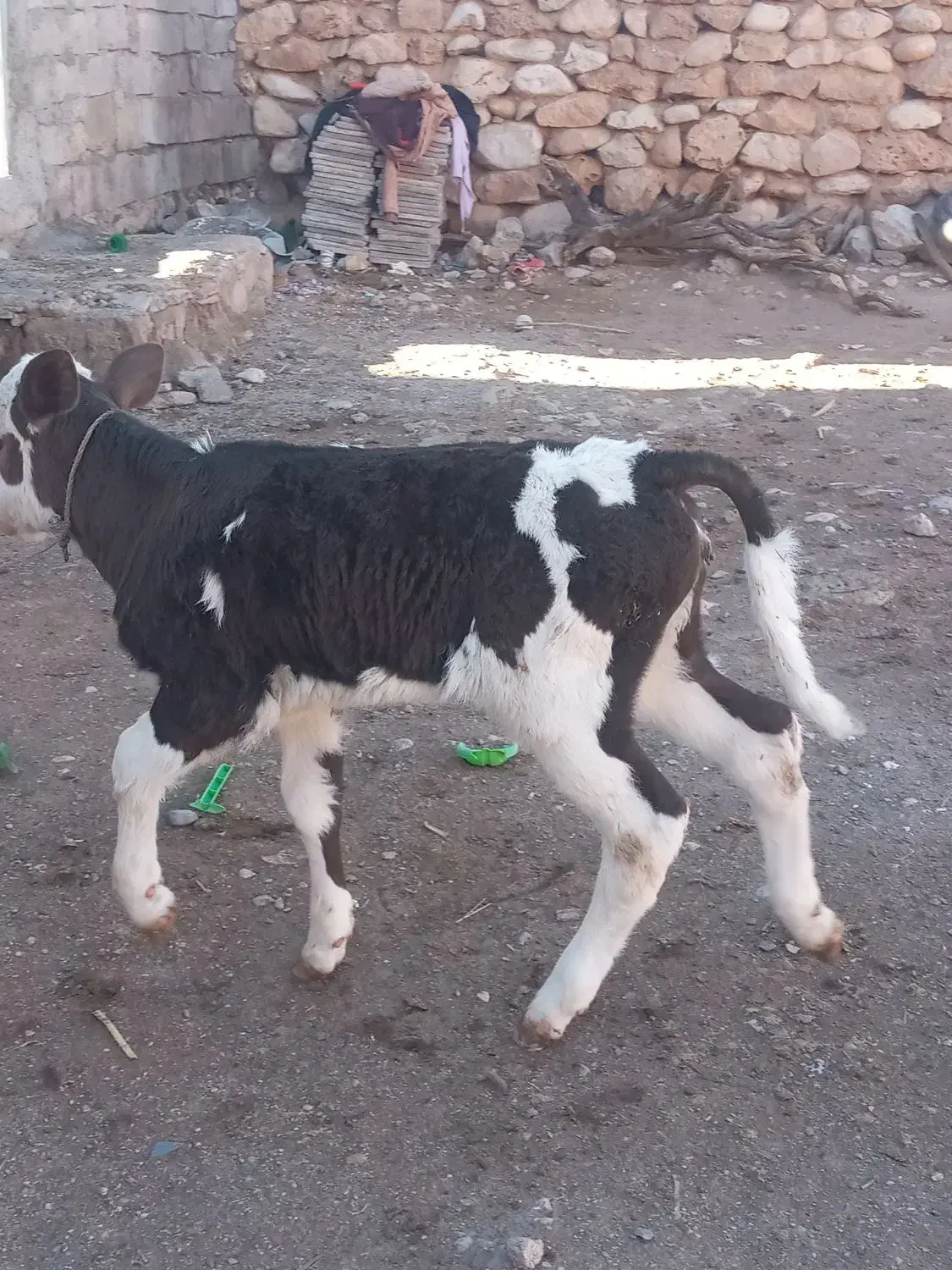 یک عدد گوساله ویک عدد گاو|حیوانات مزرعه|بدره, |دیوار