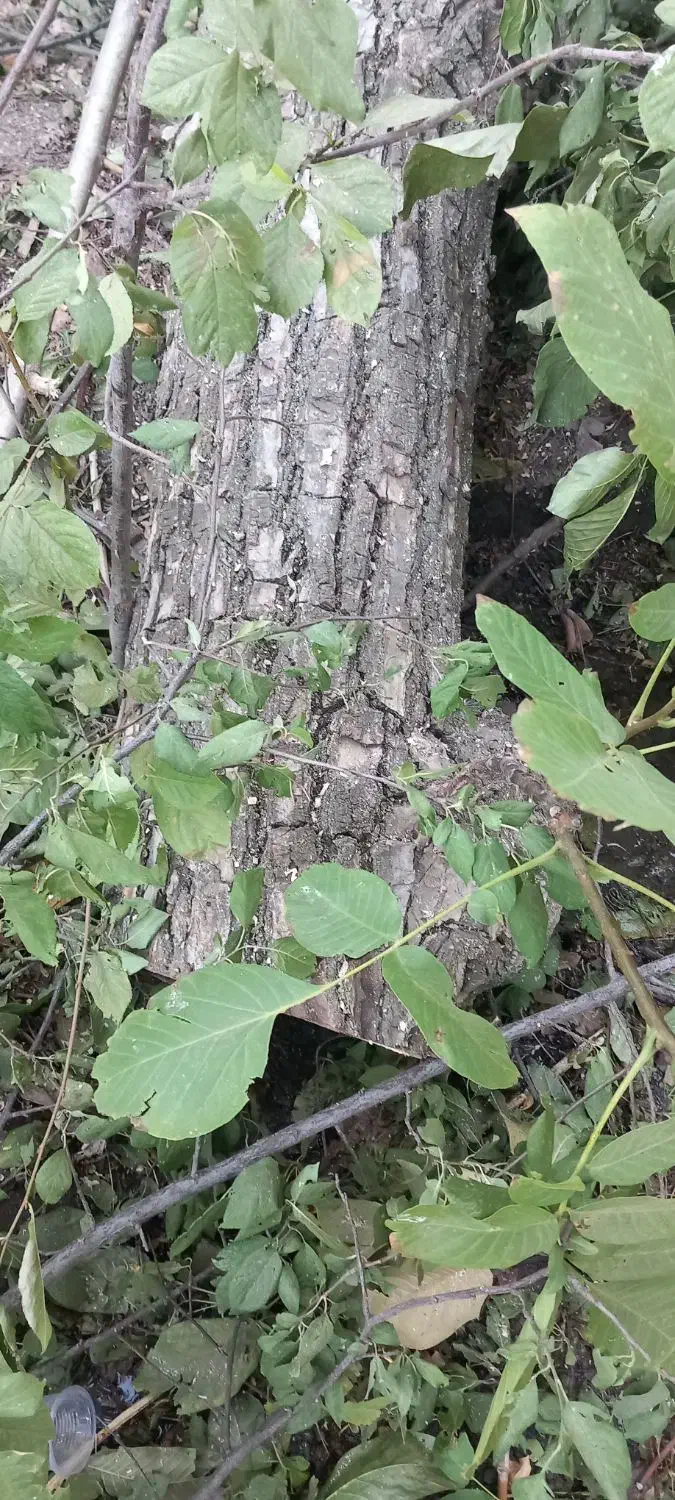 چوپ|خدمات باغبانی و درختکاری|شیروان (لرستان), |دیوار