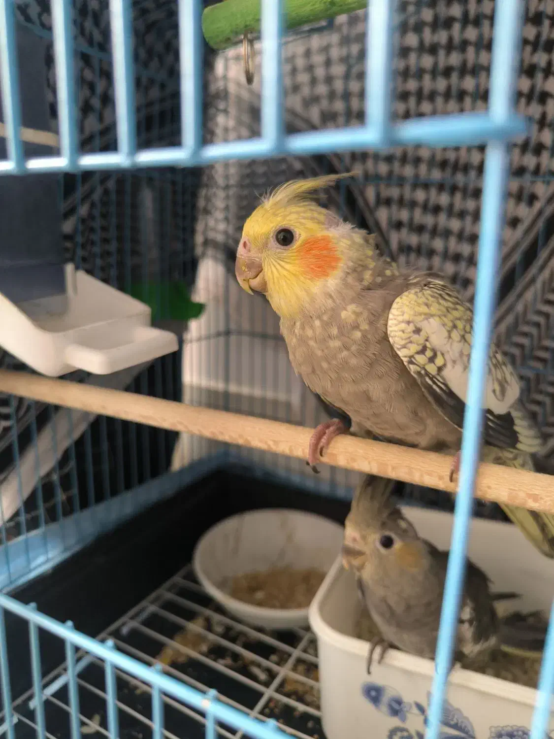 فروش عروس هلندی|پرنده|کاشان, شهرک صنعتی کویر|دیوار