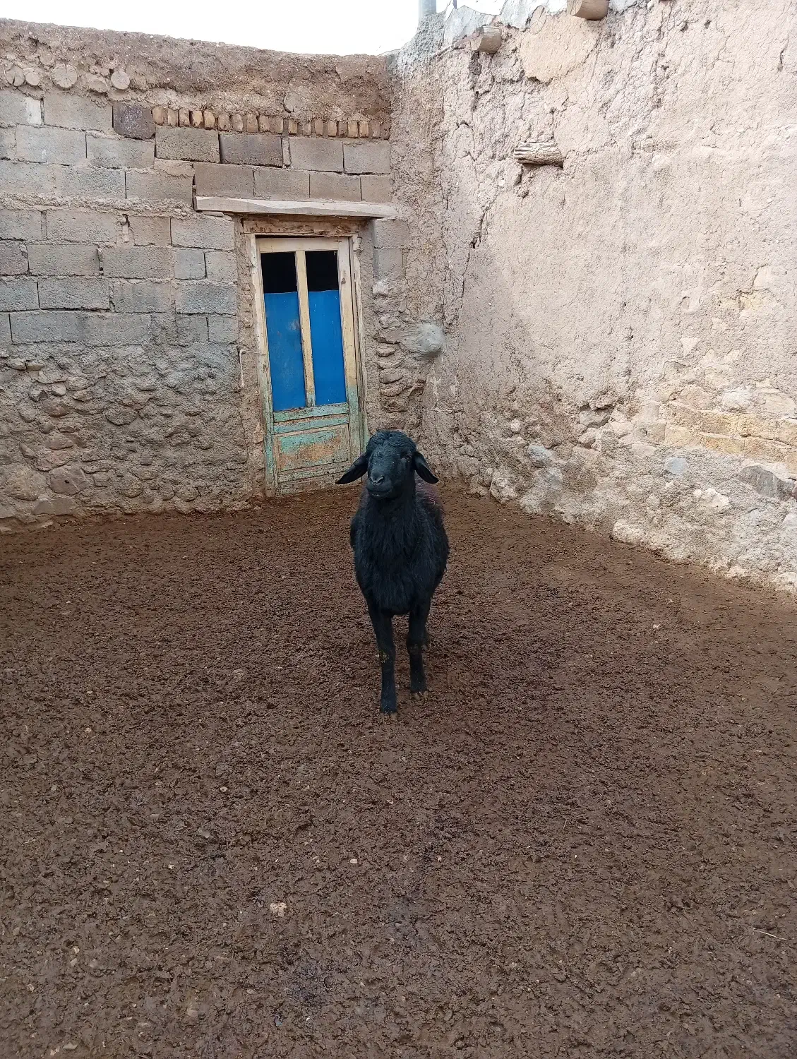 قوچ قره قزل|حیوانات مزرعه|زنجانرود, |دیوار