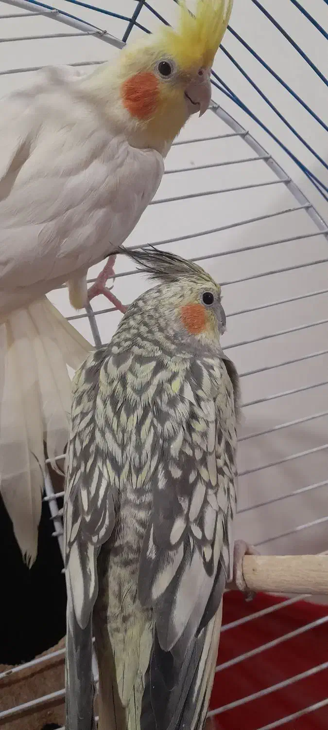 هلندی|پرنده|اردبیل, |دیوار