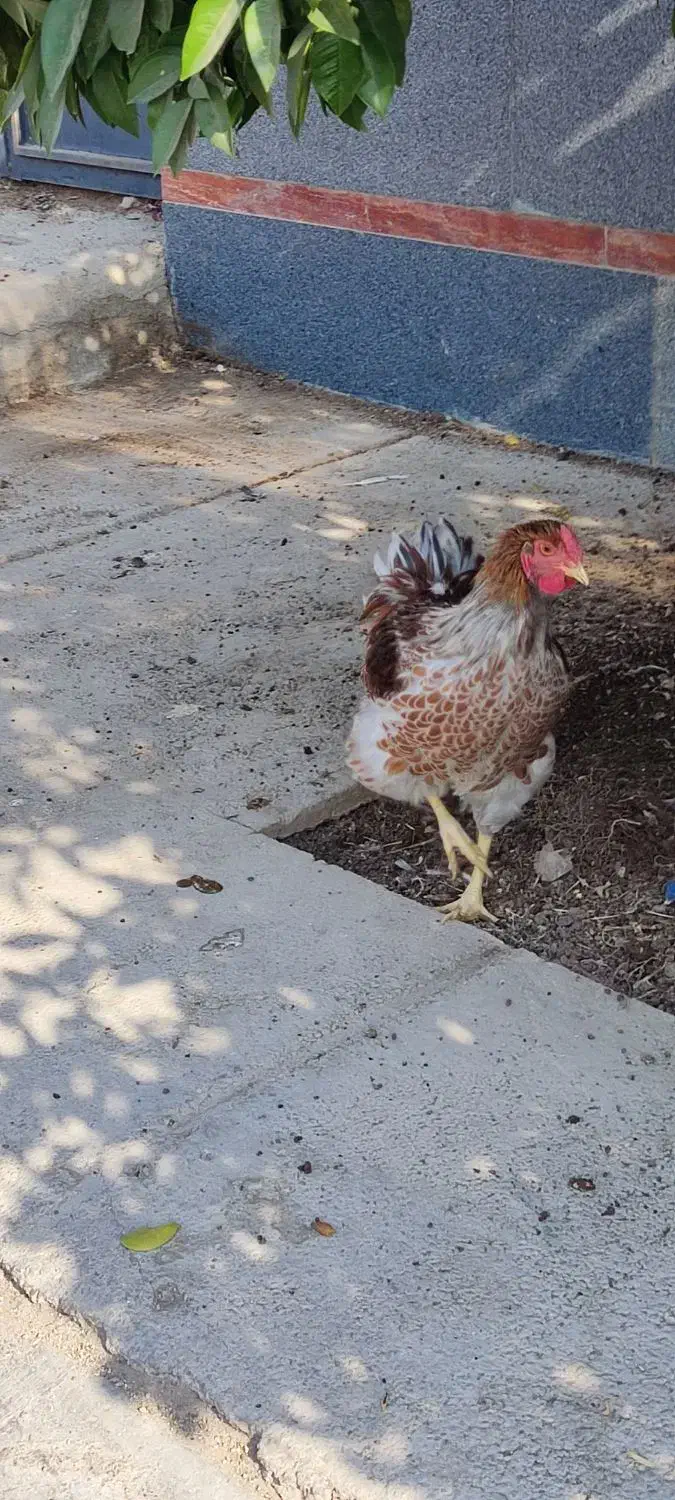 خروس ویاندوت ارنج|حیوانات مزرعه|شیراز, محراب|دیوار