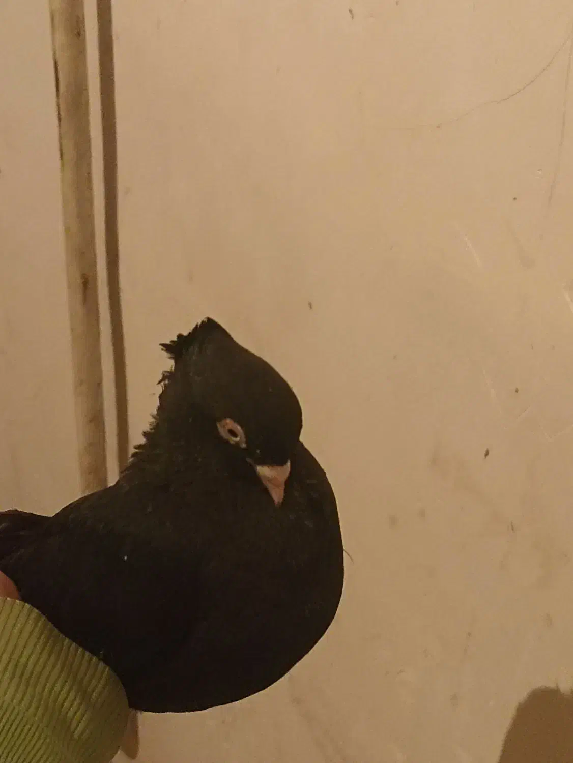 کبوتر زاغ|پرنده|دورود, |دیوار