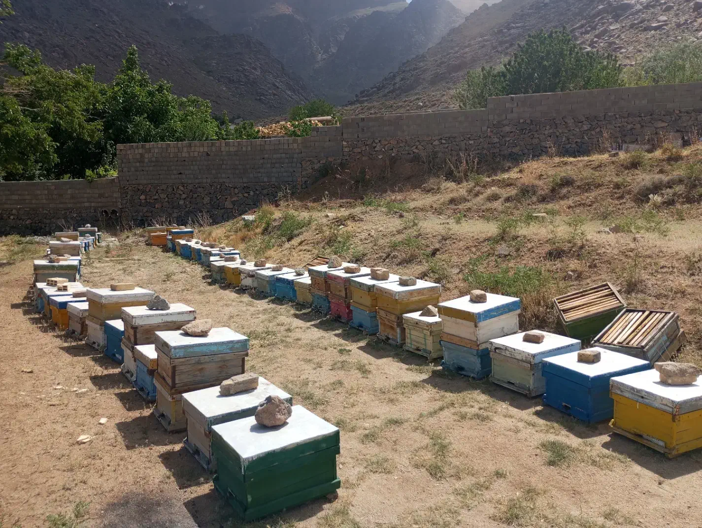 زنبور عسل|حیوانات مزرعه|مهریز, |دیوار