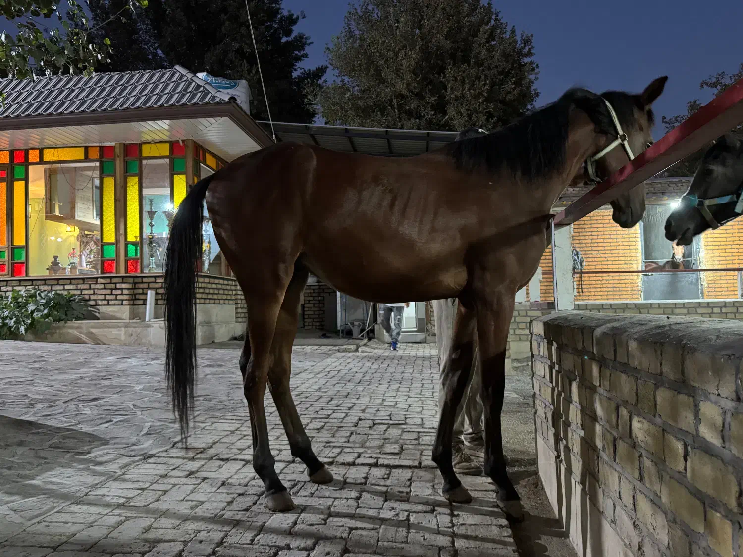 کره نریان ۲ ساله نژاد تربلد انگلیسی شناسنامه دار|اسب و تجهیزات اسب‌سواری|شهریار, کردزار|دیوار